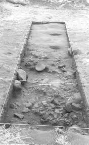 Image result for Xanthocercis zambesiaca