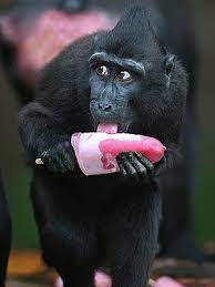 Lickety Split Monkey Tastes A Fruity Pop Susseste Haustiere Ausgestopftes Tier Tiere