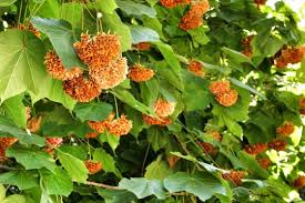 Image result for Dombeya lastii