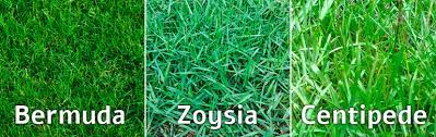 What kind of grass does san antonio use? Best Warm Season Grasses For Your Lawns In Texas Part I