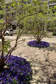 Striking Blue Tree Rings City Escape Garden Center And Design Studio Landscape Projects Landscape Blue Tree