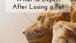 Mourning also doesn't come with a time limit. The Stages Of Grief When Losing A Dog Pethelpful