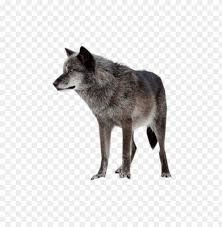 Come and perch yourself in our whimsical small bar. Download Dark Wolf Png Images Background Toppng