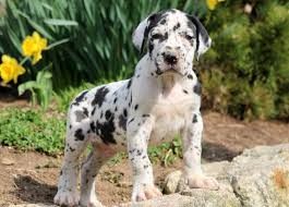 Find cute great dane puppies, dogs, and breeders at vip puppies. Great Dane Puppy Adoption Cheap Buy Online