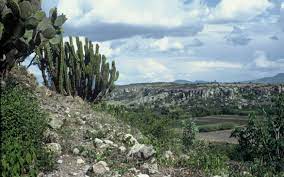 Beaucoup d'espèces d'animaux sont en danger d'extinction. Le Cactus Une Espece Menacee Wwf France