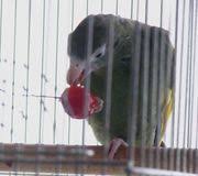 Search the world's information, including webpages, images, videos and more. é³¥ã‚¯ãƒ©ãƒŸã‚¸ã‚¢ç—‡ ã‚ªã‚¦ãƒ ç—… Mixiã‚³ãƒŸãƒ¥ãƒ‹ãƒ†ã‚£