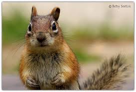 Maybe you would like to learn more about one of these? The Latest Photos By Betsy Seeton