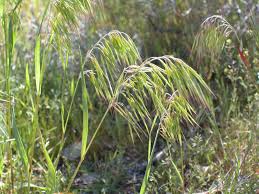 Image result for Bromus leptoclados