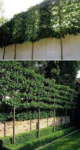 Do you want to refresh your. Garden Screening Ideas Thick Bamboo Screening Bamboo Walking Cane Screening Bamboo Split Screening Fabricated S Garten Garten Hecken Garten Landschaftsbau