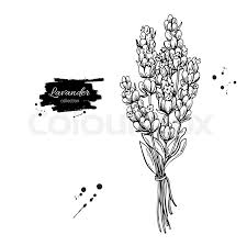 Begin by drawing a curved line down for the stem of the lavender flower. Lavender Vector Drawing Set Isolated Stock Vector Colourbox