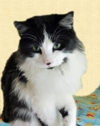 Dot Is An Adoptable Domestic Medium Hair Black And White Cat In Saint Paul Mn He Is Stunning Sassy And Bossy To Other Cats He Loves Toys An Katten Zwart Wit