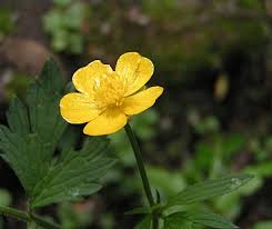 Image result for Ranunculus stagnalis