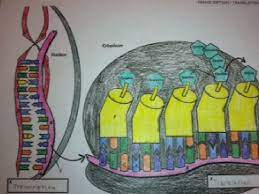 Looking for transcription & translation coloring and want to download. 12 3 Dna Rna And Protein What You Will Learn 3 Types Of Rna Transcription Translation Role Of Rna Polymerase In Making Mrna Ppt Download