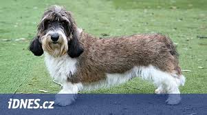 Image result for velký vendéeský hrubosrstý honič