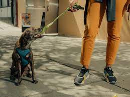 Maybe you would like to learn more about one of these? Wag Vs Rover The Pet Care Startups Competing To Walk Your Dog Vox