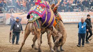 It's a term of endearment, often used in turkey towards babies and some animals (it appears camels make the grade). Camel Wrestling Festival In Turkey S Izmir Anadolu Agency