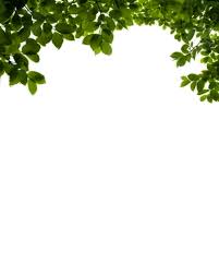 Png Branch By Moonglowlilly On Deviantart Plants Photoshop Photoshop Images