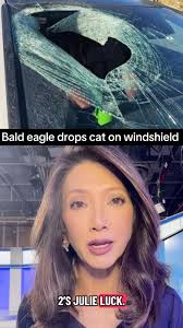 Bald eagle drops cat through NC driver’s windshield