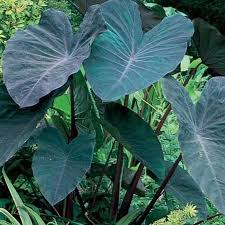 Maybe you would like to learn more about one of these? Black Magic Elephant Ear Plantingtree