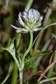 Image result for Trifolium isthmocarpum