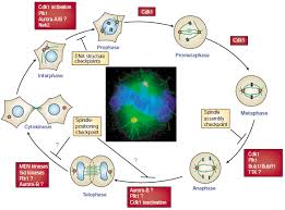 During this phase the cell grows to its maximum size, performs its schematic diagram: A Schematic Diagram Of The Regulation Of Cell Division Cycle By The Download Scientific Diagram