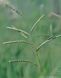 Image result for Paspalum plicatulum