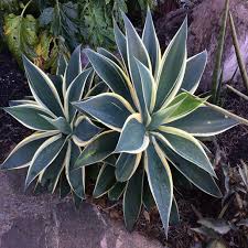 Maybe you would like to learn more about one of these? Agave Attenuata Ray Of Light Succulent Outdoor Gardening Home Living