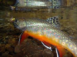 Like most salmonid species, dissolved oxygen levels should never fall below 5.0 ppm. Fish Great Smoky Mountains National Park U S National Park Service