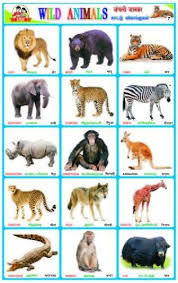 Pet Animals Name In Tamil Pet S Gallery