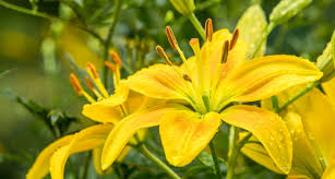 According to the pet poison hotline, the most highly toxic are lilies of the lilium of hemerocallis species, which include: Which Plants Are Poisonous To Cats A Complete Guide