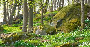 Wenn darin die erwachende natur beschrieben wird wie das blühen der blumen und. Die 20 Schonsten Fruhlingslieder Lasst Uns Zusammen Singen Familie De