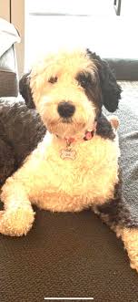 Millie is 3, we adopted her in January from California Doodle Rescue. She's  awesome! Highly recommend that group if you are west coast and looking to  adopt!