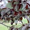 The plum/apricot crosses have a higher sugar content than either plums or apricots, without the tartness. Https Encrypted Tbn0 Gstatic Com Images Q Tbn And9gcqculy2aaafhkppknqre8cemcbtl5ub 3wgw Qdcu Usqp Cau