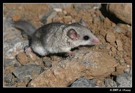 Woolly Dormouse Nigde In 2020