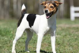 Olx south africa offers online, local & free classified ads for new & second hand pets. The Difference Between Jack Russell Parson Russell And Russell Terrier Hellobark