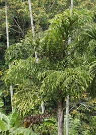 Image result for Caryota urens