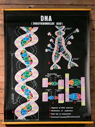 Pair Of Vintage School Chart Depicting Dna And Rna Image 2