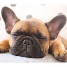 Modern Resume Template For Ms Word Professional Cv Design Etsy Bulldog Puppies French Bulldog Puppies Cute Bulldog Puppies