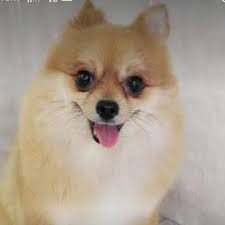 Channel Peluqueria Canina