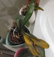 Check spelling or type a new query. Q A What Causes Orchid Leaves To Turn Yellow And Shrivel Maryland Grows