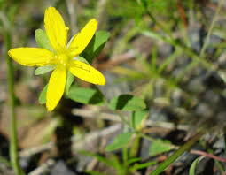 Image result for Humularia meyeri-johannis