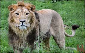 Our animal rescue fund provides funds and supplies to credible, boots on the ground. What Is The National Animal Of Luxembourg Whatsanswer