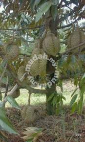 Cantasan (prunning) pokok durian belanda. Anak Pokok Durian Kualiti Garden Items For Sale In Putrajaya Putrajaya Mudah My
