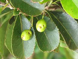 Image result for Elaeodendron orientale
