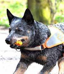 They are not for sale. 7 Best Harnesses For Australian Cattle Dogs The Dog People By Rover Com