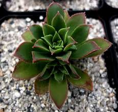 On Sale Succulent Aeonium Decorum Live Plant Specimen With Roots Rare Uk 0 5l Pot 13 80 Gbp In 2020 Live Plants Plants Succulents