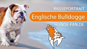 British bulldog, above the war, english bulldog, bull dog, bulldog (en); Englische Bulldogge 2018 Rasse Aussehen Charakter Youtube