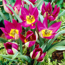 We did not find results for: Best Perennial Tulips 20 Perennial Tulip Varieties Bulb Blog
