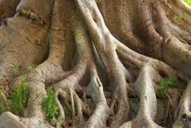 How To Remove Tree Roots Around Fench Posts Tree Roots Kill Tree Roots Roots