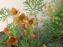 Image result for Hermannia kirkii